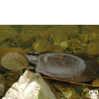 خانواده لاکپشت‌های لاک نرم Trionychidae